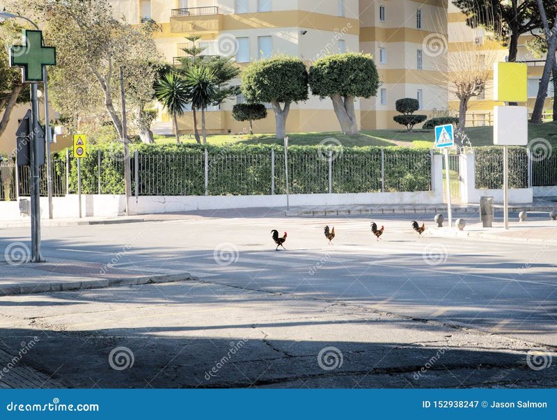 Best jugar chicken road in Spain Best jugar chicken road in Spain